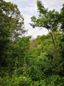 forêt du Bois de Rosoy