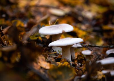balade en forêt, activité à faire en automne