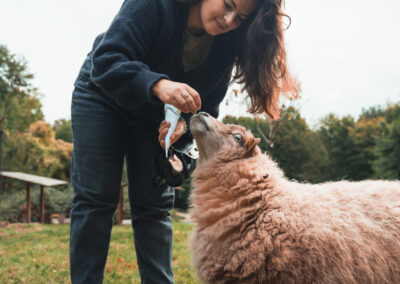 moutons ai bois de rosoy - ecopaturage