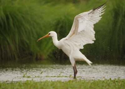 observer des oiseaux dans une réserve naturelle en seine et marne